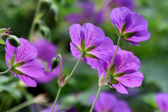 Purple geraniums blooming in morning sunlight
