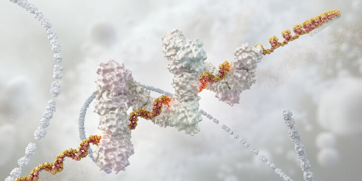 Condensin motor protein complex bound to DNA. Protein subunits interact with DNA strand. Chromosome condensation, genomic organization. Cell biology, genetics, oncology, molecular medicine, mitosis 3D