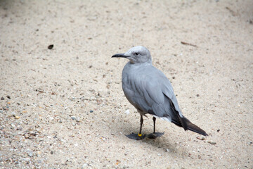 Graumöwe (Leucophaeus modestus) auf Sandboden – Küstenvogel aus Südamerika