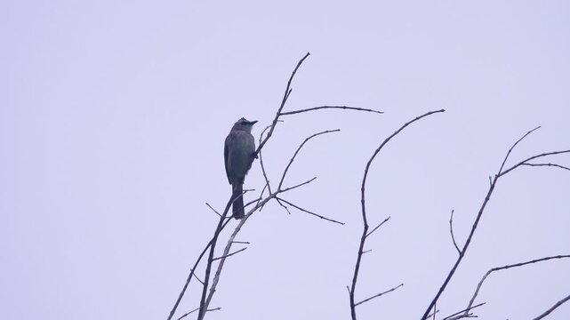 yellow vented bulbul (Pycnonotus goiavier) in Malaysia, Borneo. January