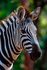 Fototapeta premium A zebra is positioned in its natural habitat, illuminated by soft sunlight that highlights its unique black and white stripes. The surrounding greenery provides a vibrant background