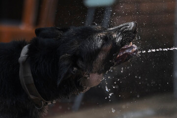 Dog snout and water