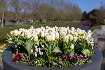 White tulips in a pot in the foreground with Keukenhof park blurred in the background on a calm day.