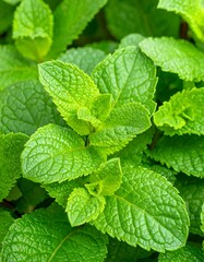 Close-up of vibrant green mint leaves