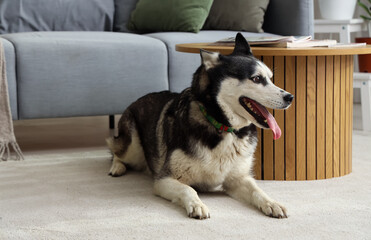Cute Husky dog in living room