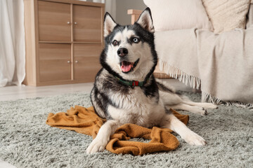 Cute Husky dog with plaid lying on carpet in living room
