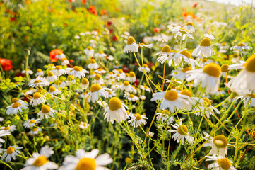 Beautiful summer background of chamomile flowers in a sunlit meadow. Concept for herbal tea, natural cosmetics, and wellness products packaging