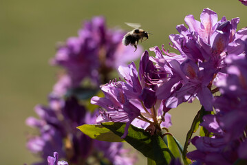 bumblebee on a Rhododendron