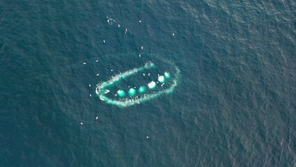 Humpback Whales, Megaptera novaeangliae, Bubble-Net feeding in Donegal Bay, Ireland