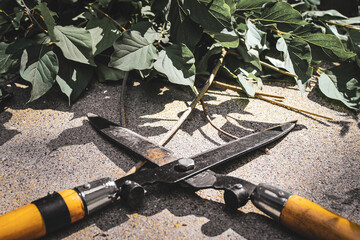 a pair of hedge shears or loppers resting on a large pile of freshly cut green branches and leaves....