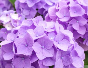Close-up of vibrant purple hydrangeas