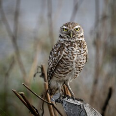 great horned owl