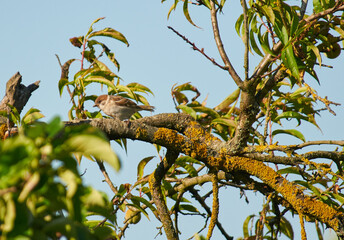 A sparrow sits on an apple tree branch in search of food.