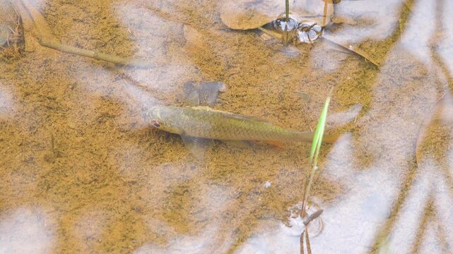 Cyprinids fish from river Labuk. Borneo Island. Fish are hooked with termite bait, bank fishing