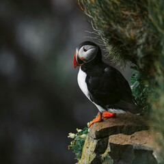 atlantic puffin or common puffin