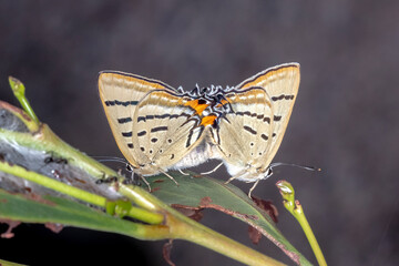 Imperial hairstreak butterflies mating on acacia leaf