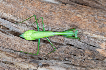 Green praying mantis dorsal view