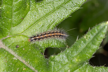 Tiger moth caterpillar with orange dorsal stripe