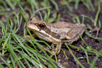 Macro Photograph of Frog Among Grass Blades