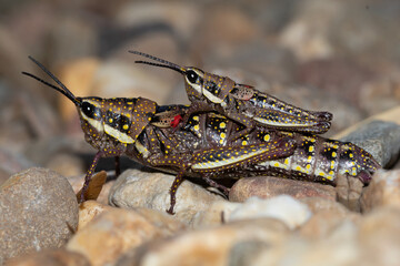 Australian Grasshoppers with Distinctive Spotted Bodies 