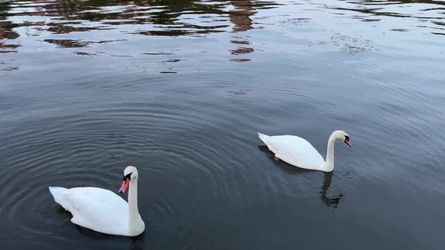 Two mute swans glide on calm water, forming circular ripples and reflections. Peaceful wildlife scene, no people.