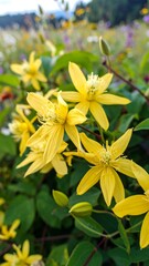 Close-up of vibrant yellow flowers