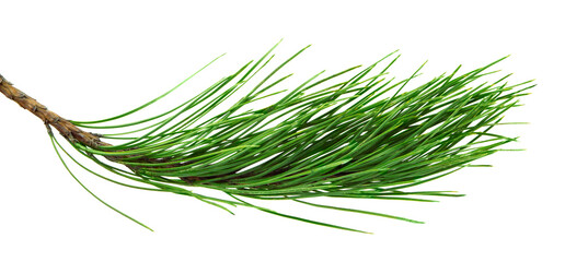 Christmas garland. pine branches. New Year's holiday decor. Winter sale. Hello season. Forest decor.on transparent, png