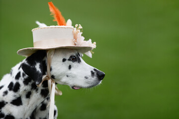 Dalmatian dog poses elegantly on a lush green lawn, wearing a beige vintage-style summer hat adorned with flowers and feathers, tied with a delicate bow. The setting captures the warm light of summer