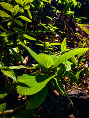 green leaves in the forest