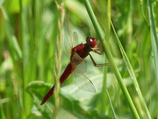 dragonfly on a leaf