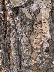tree bark texture