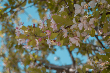 Petals of spring