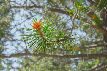 branch of a pine