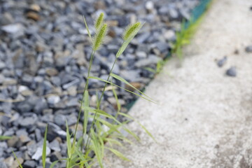 砂利とコンクリートの隙間から生えた猫じゃらし。雑草。