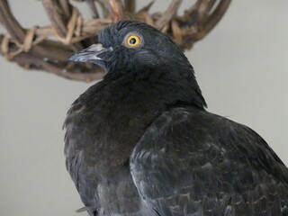 close up of a pigeon