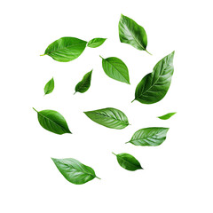 Realistic Green Leaf Texture Isolated with No Background