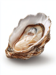 Fresh oyster shell showing its delicious and nutritious content on white background