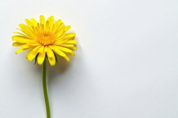 Dandelion on paper with yellow petals and green stem, nature, paper