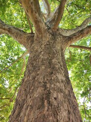 Fototapeta premium Perspective View of a Grand Tree Trunk and Branches