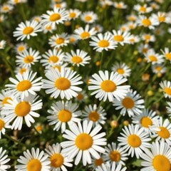 Obraz premium Close-up of delicate white daisies with bright yellow centers, blooming in a sunlit field, sunshine, nature, nature photography