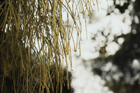 GALHOS DE ARVORES QUE FORMON TEXTURAS EM UMA LINDA IMAGEM FLOR, FLORES, TEXTURAS LINDAS (Tree branches forming textures in a beautiful flower image, flowers, beautiful textures.)