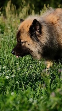 9:16 Video eines falbenfarbenen Eurasiers, der im Fr&uuml;hlingsgras sitzt und Gras frisst. Das Verhalten kann auf Magenprobleme oder Sodbrennen hindeuten und eignet sich f&uuml;r Themen rund um Hundegesundheit