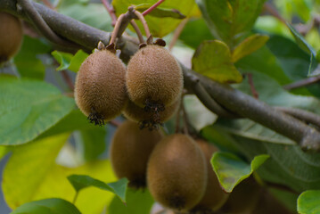 Unripe fuzzy kiwi fruits grow in a cluster on a branch of a vine outdoors during the daytime.