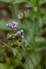 The main focus is on the purple flower of a blue mistflower, species Conoclinium coelestinum. The flower and bud stand out against the green background.