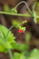 The focus is on the small red flowers of an Emilia fosbergii. The plant's green stem and leaves are lightly covered in water droplets.