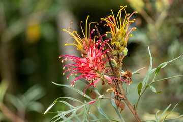 The main focus is on the exotic flower of a Grevillea Ana, species Grevillea Banksii, with its red spider-like petals against a blurred green background.