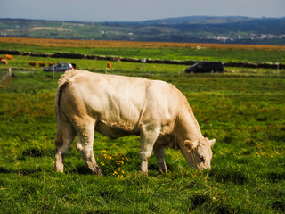 White cow grazing grass, rad with cars and green hill in the background. Healthy looking animal....