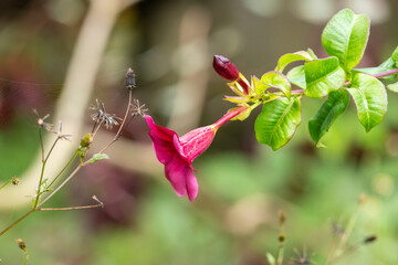 The main focus is on the purple flower of an allamanda, species Allamanda blanchetii. The flower and bud of this ornamental vine stand out against the green background.