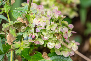  The main focus is on a cluster of hydrangea flowers, species Hydrangea macrophylla, with pink and green tones. A large dark leaf is in the foreground.