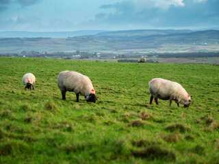 Fototapeta premium Wool sheep grazing on a hillside. The sky is cloudy and the grass is green. The sheep are eating grass and looking up at the sky. Agriculture and farming industry.